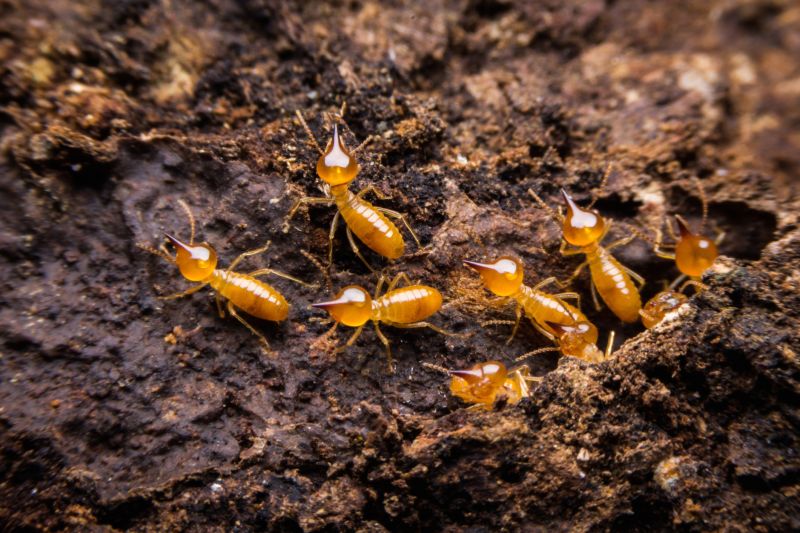 Termite Treatment Service in Frisco, TX