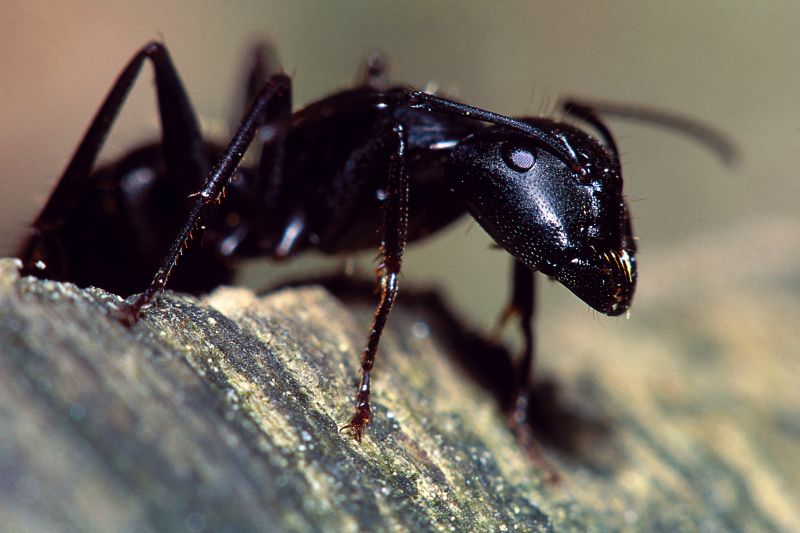 Ants Extermination Service in Fort Worth, TX