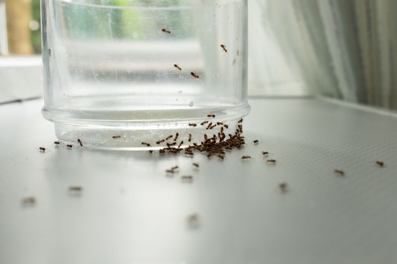 Ants Extermination Service in Katy, TX