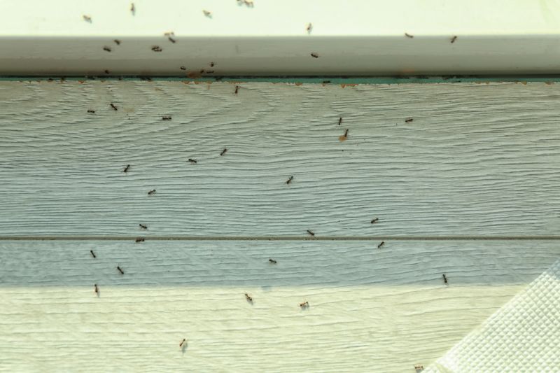 Carpenter Ant Extermination in Frisco, TX
