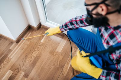 Common Spiders Extermination in Mckinney, TX