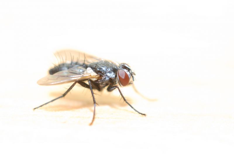 Fly Extermination in Rockwall, TX