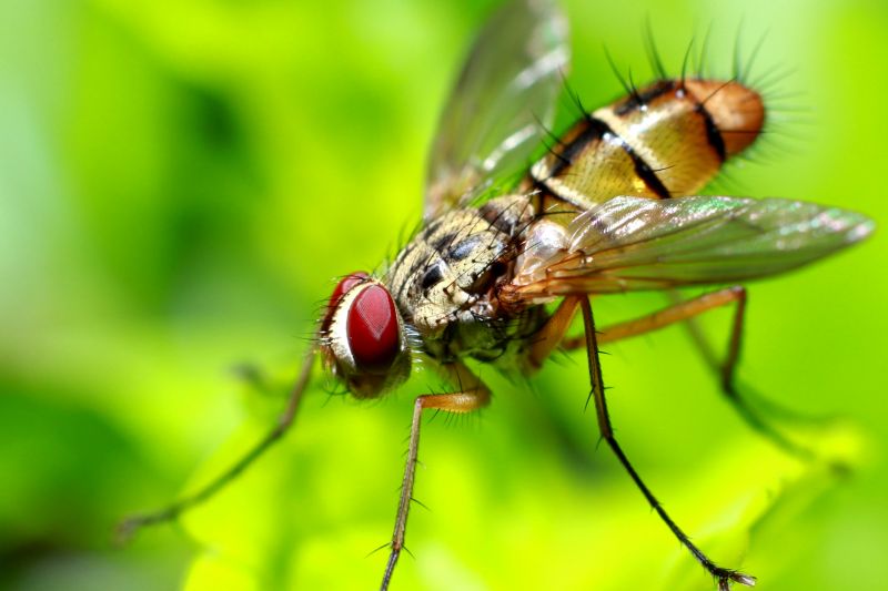 Fly Infestation Extermination in Frisco, TX