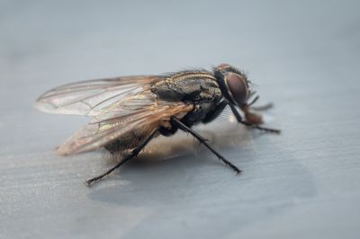 Fly Pest Control in Arlington, TX