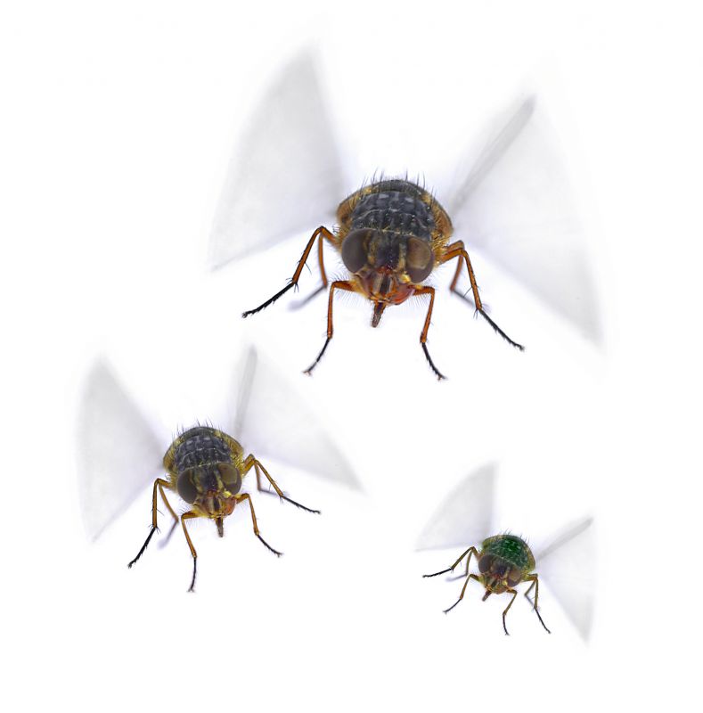 Fly Pest Control in New Braunfels, TX