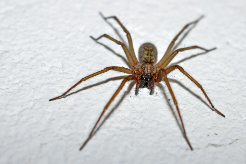 Huntsman Spider Extermination in Rockwall, TX