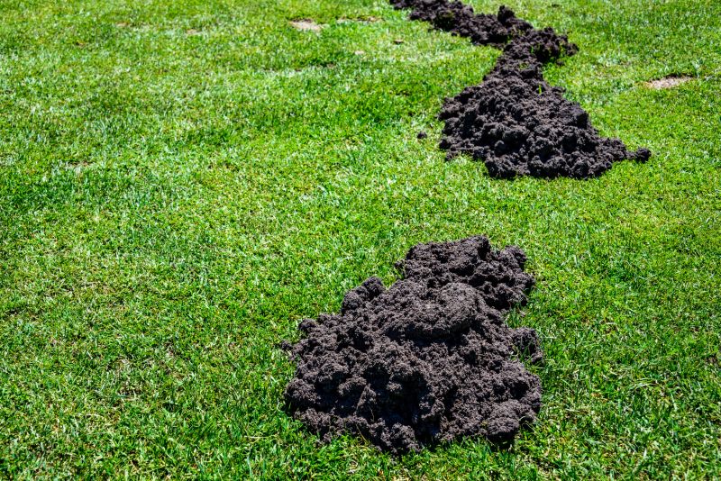 Moles In Your Yard: How Tunneling Damages Landscapes And Lawns