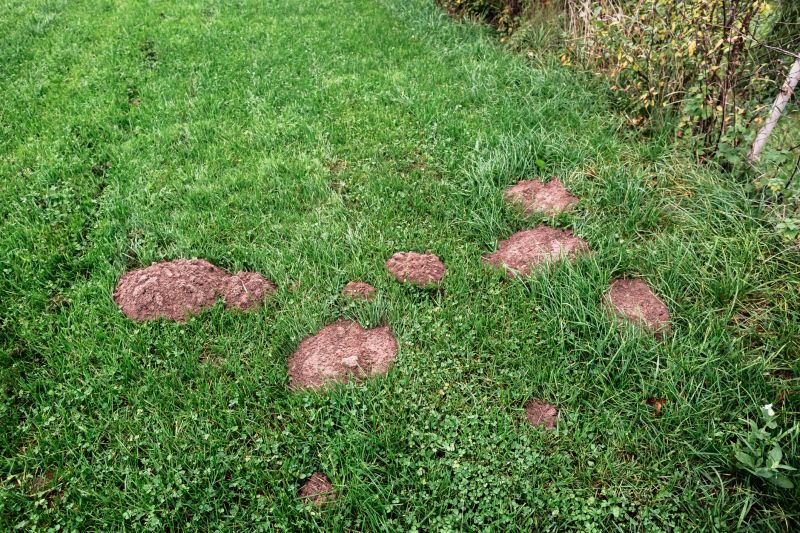Moles In Your Yard: How Tunneling Damages Landscapes And Lawns