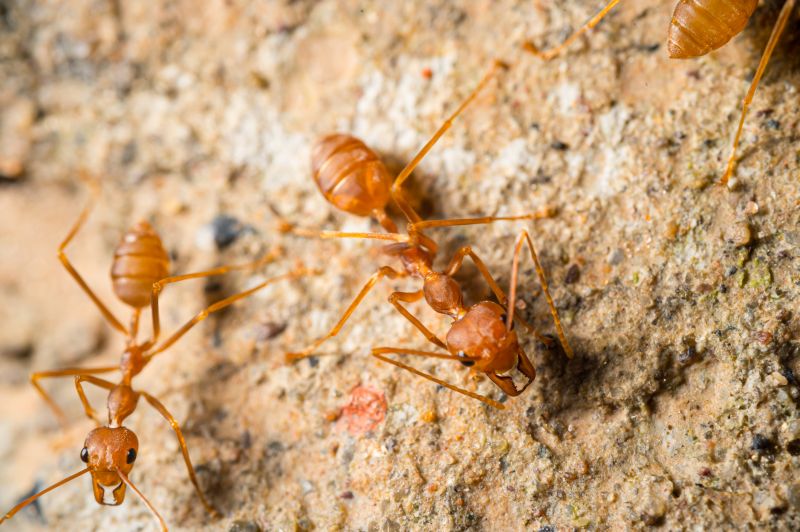 Red Ant Extermination in Denton, TX