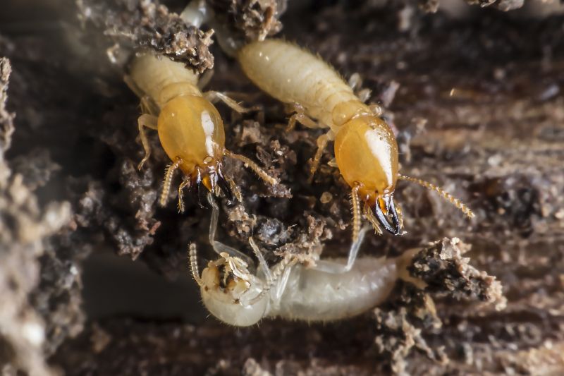 Termite Fumigation in Frisco, TX