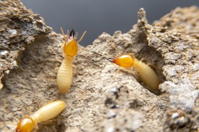 Termite Service in Frisco, TX