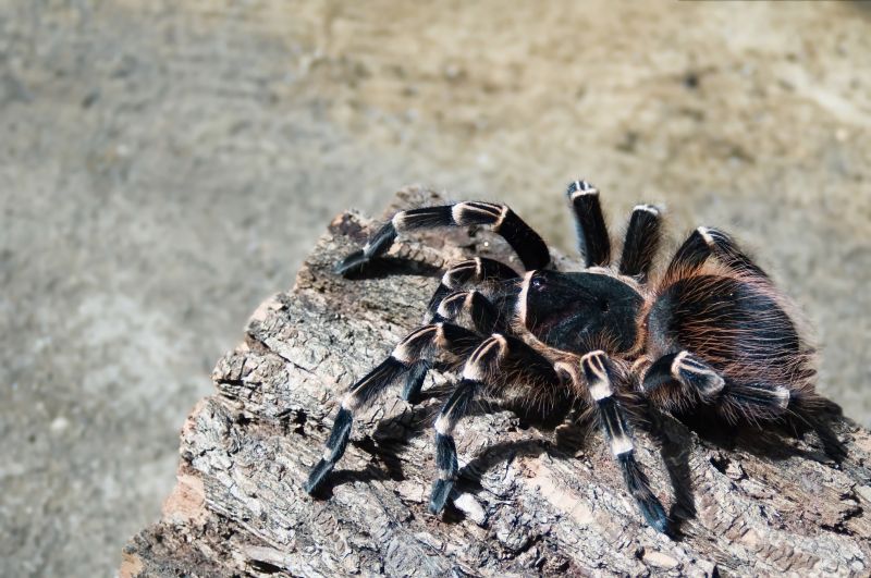 Trapdoor Spider Extermination in Katy, TX