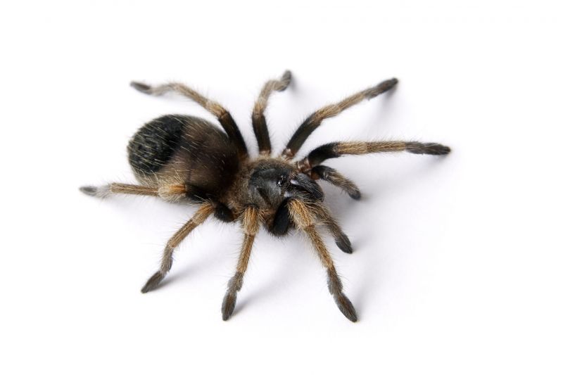 Trapdoor Spider Removal in Rockwall, TX