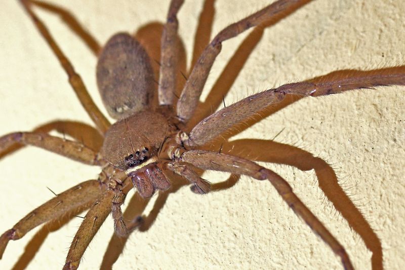 Wolf Spider Removal in New Braunfels, TX